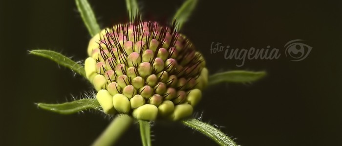 fotoIngenia