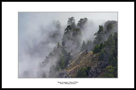 pinsapos_niebla_web